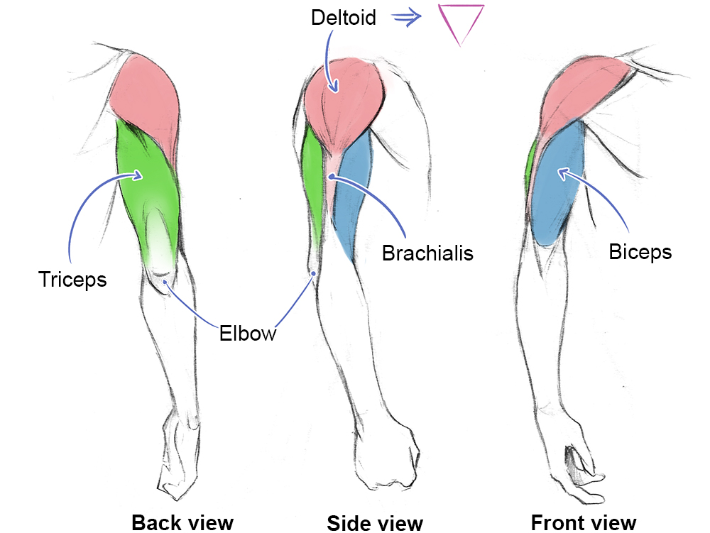 Muscles Of The Human Body Art Rocket