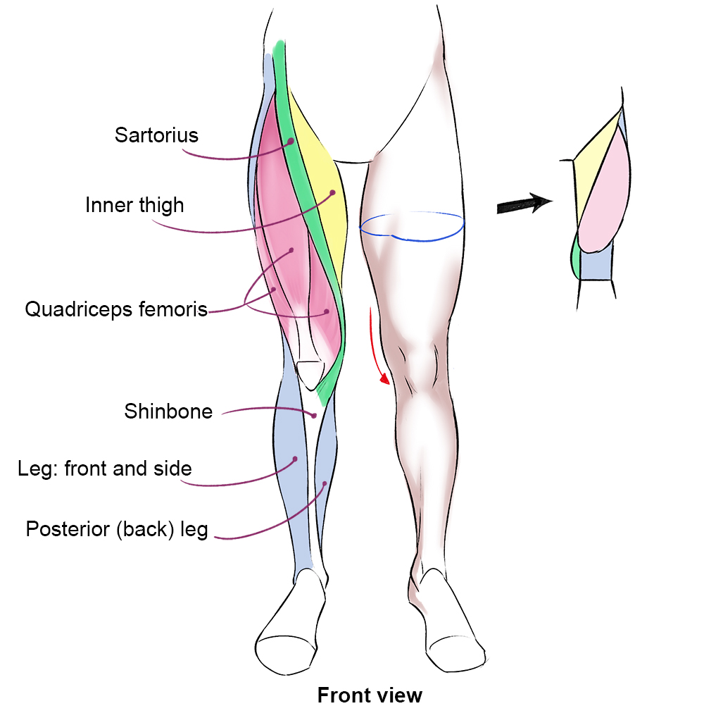 Muscles Of The Human Body Art Rocket