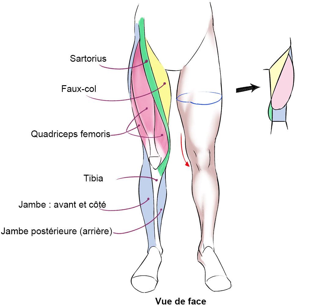 muscle de la jambe