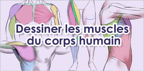 Les muscles