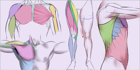 人體肌肉繪圖指南