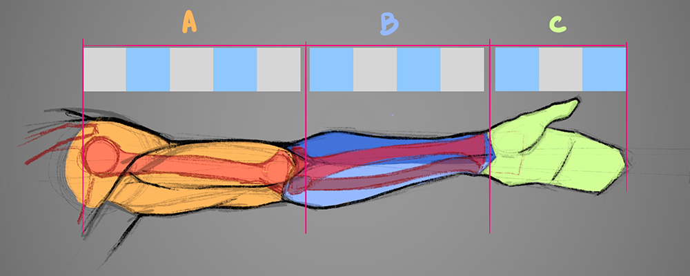 解剖学から学ぼう イラストのための腕の描き方 イラスト マンガ描き方ナビ