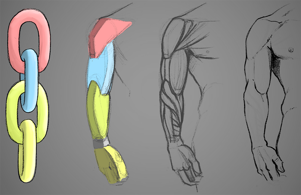 ArtStation - Muscles of the Upper Arm  Human anatomy drawing, Anatomy for  artists, Arm anatomy
