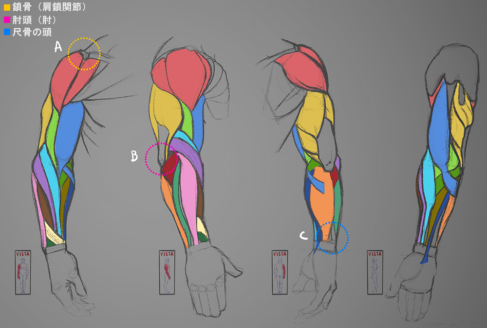 解剖学から学ぼう イラストのための腕の描き方 イラスト マンガ描き方ナビ