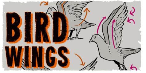 How To Draw BIRD WINGS