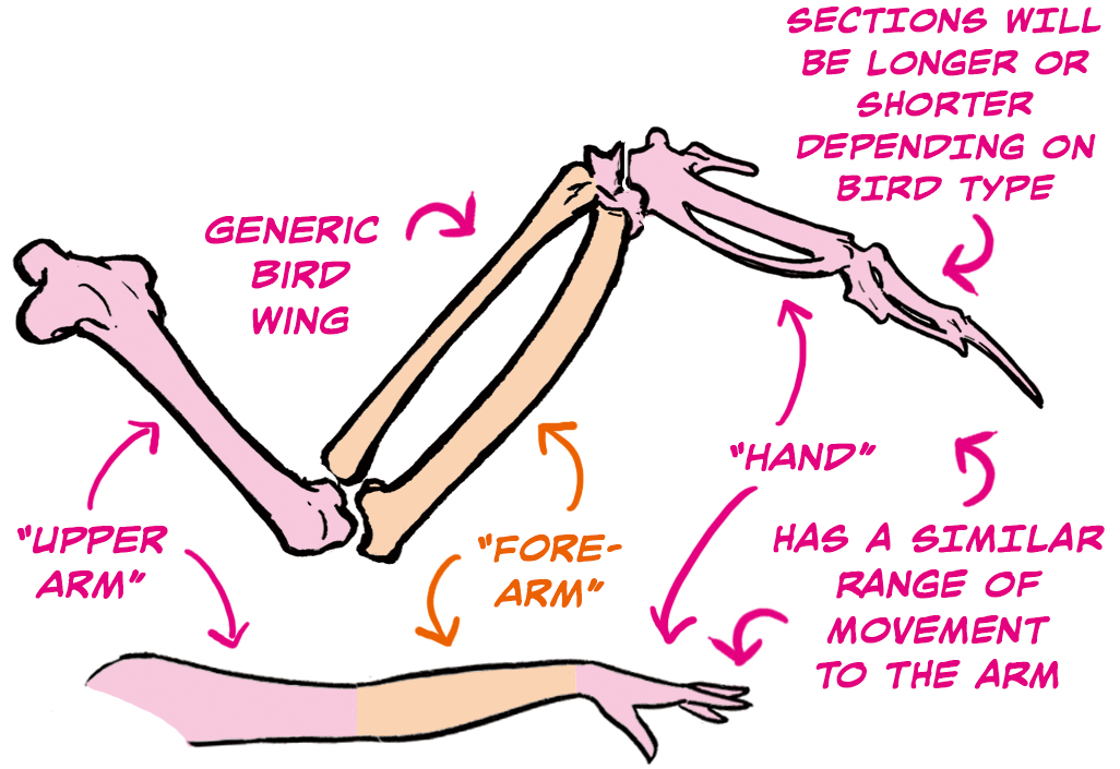 bird wing bone anatomy