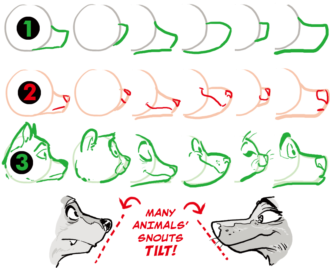 How To Draw Animal Heads & Snouts