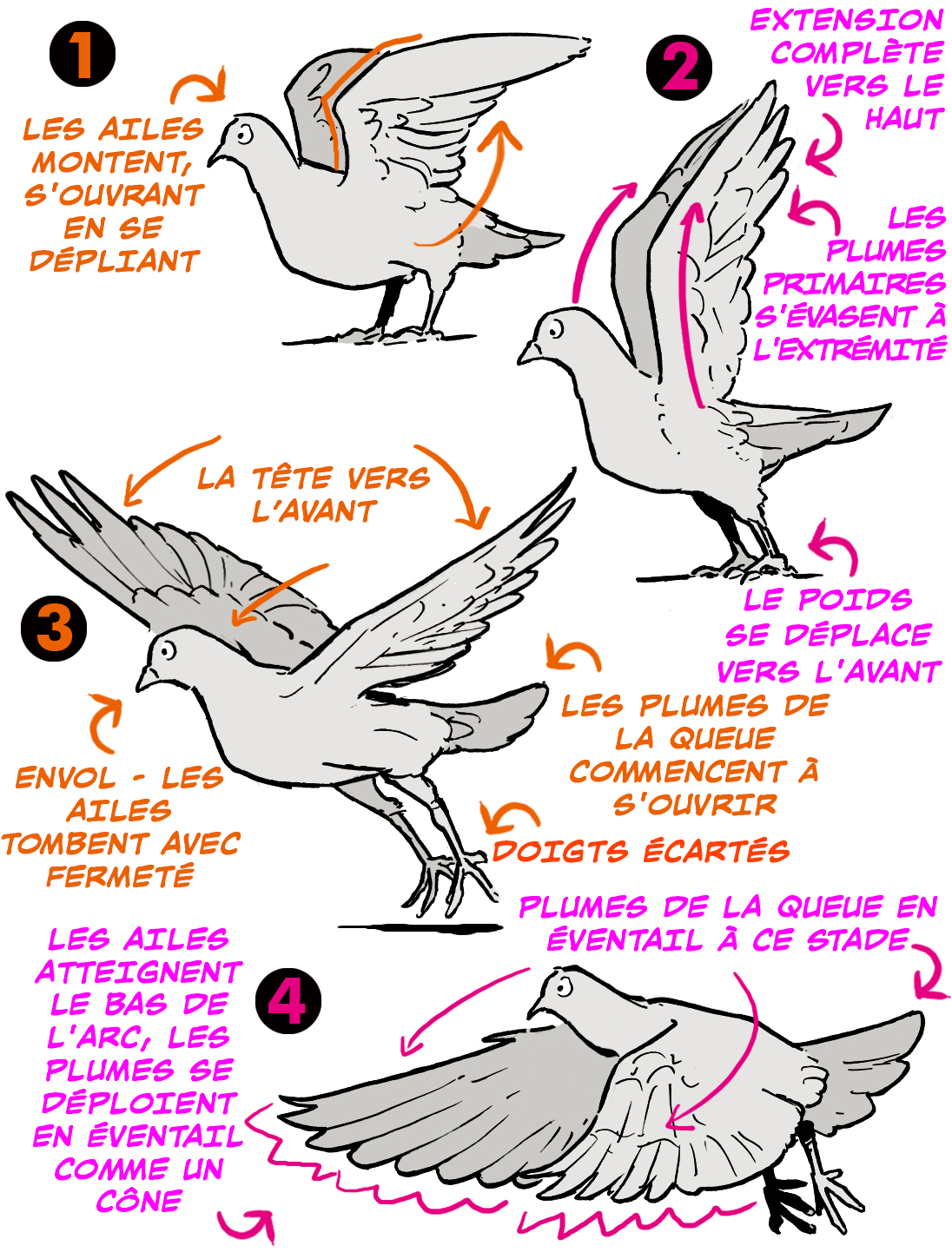 Comment dessiner des ailes d'oiseau