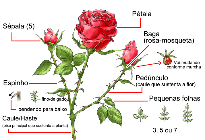 Um diagrama simples para a anatomia, a estrutura e as partes de uma rosa, incluindo pétalas, caules, folhas, espinhos e flores.