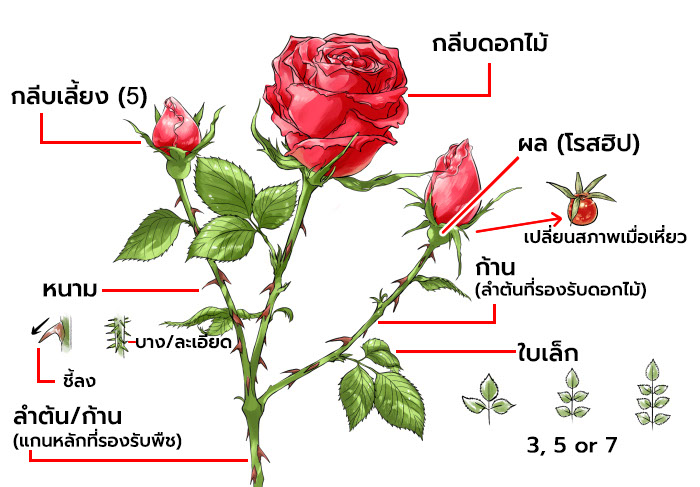 แผนภาพคร่าวๆ ของกายวิภาค โครงสร้าง และส่วนประกอบของกุหลาบ รวมถึง กลีบ ก้าน ใบ หนาม และดอก