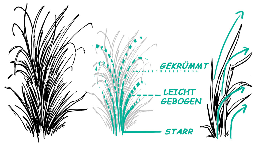 Verhalten von Gras malen