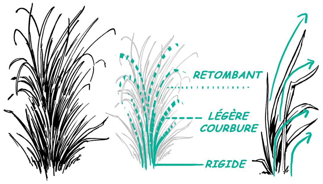 dessin végétation
dessiner de l'herbe