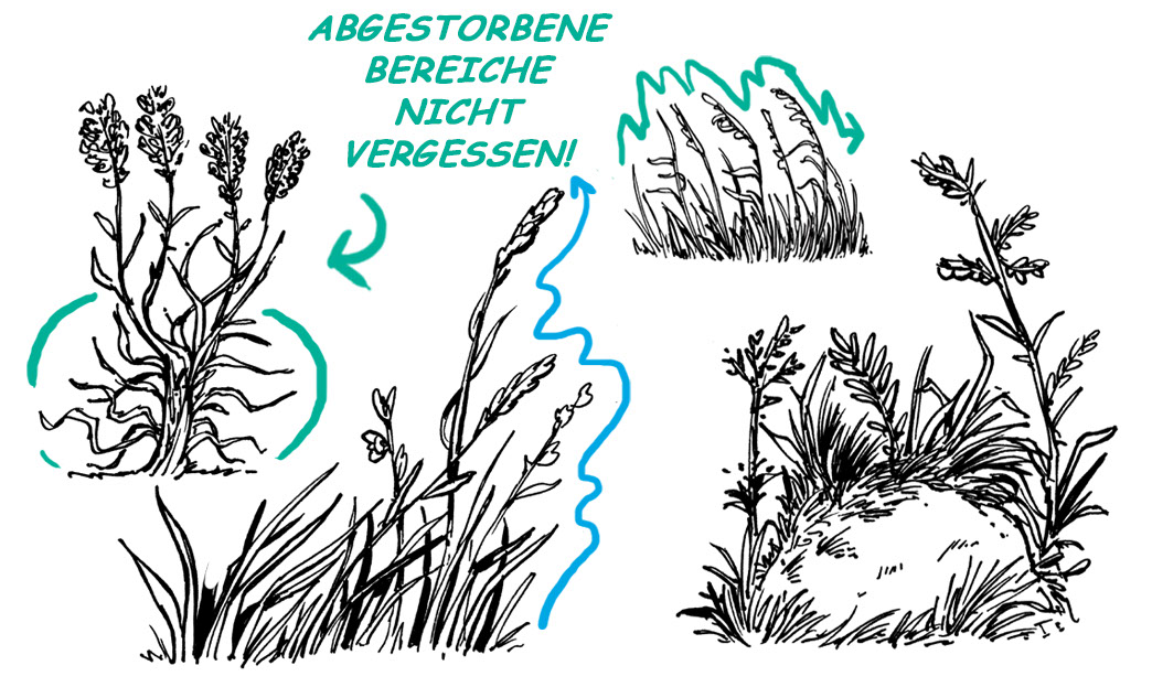 So werden gemischte Graslandschaften gezeichnet.