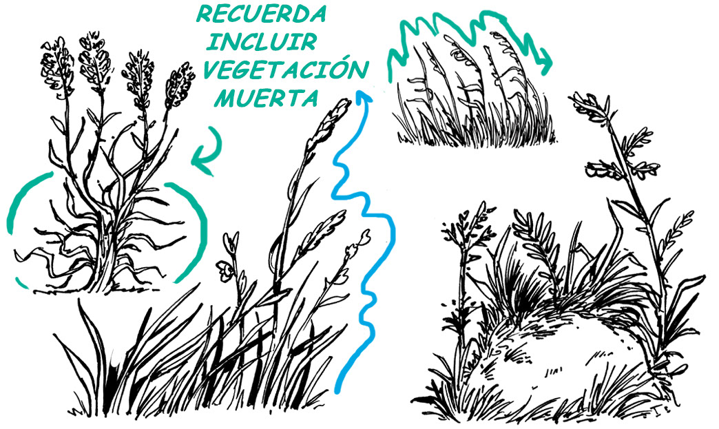 cómo dibujar hierba y plantas con semillas