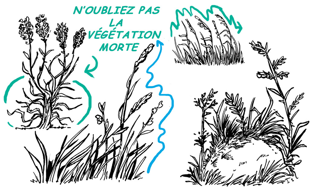 dessin herbe