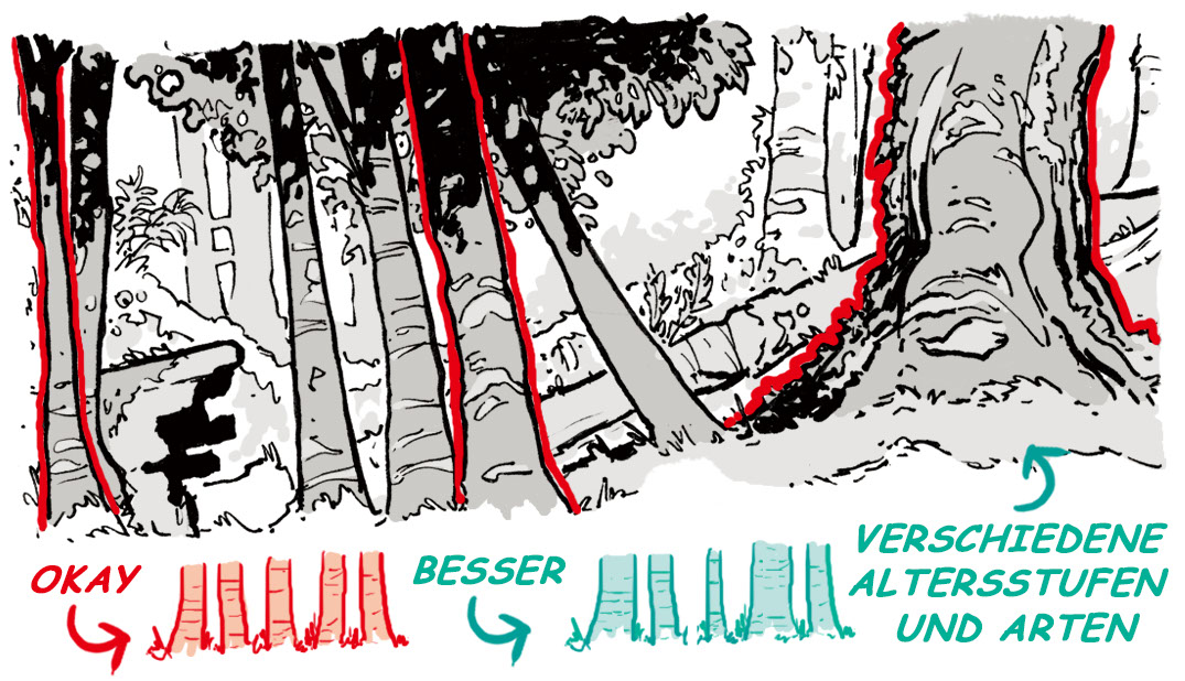 So mal man einen Wald.