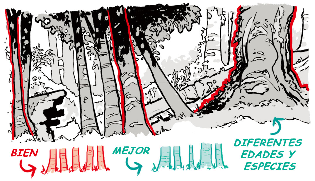 cómo dibujar bosques