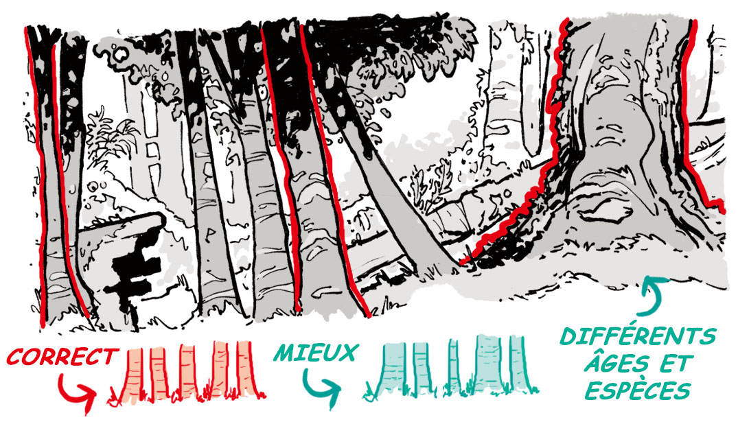 dessin arbre facile
comment dessiner une forêt