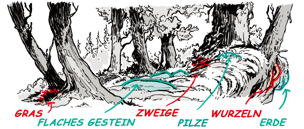 Die Oberfläche eines Waldbodens wird gezeichnet.