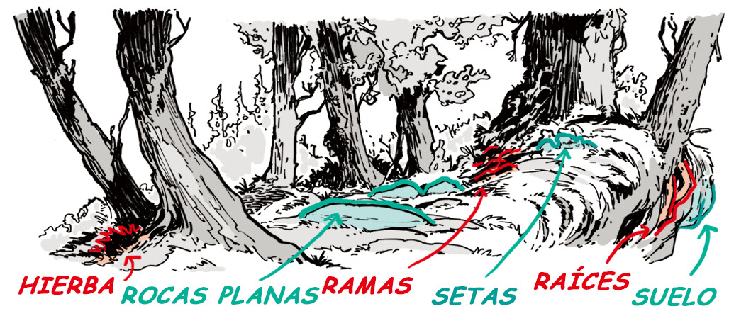 elementos de un bosque