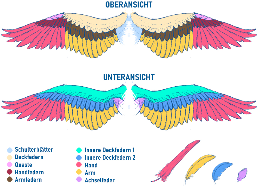 ober und unteransicht von gefiederten Flügeln.