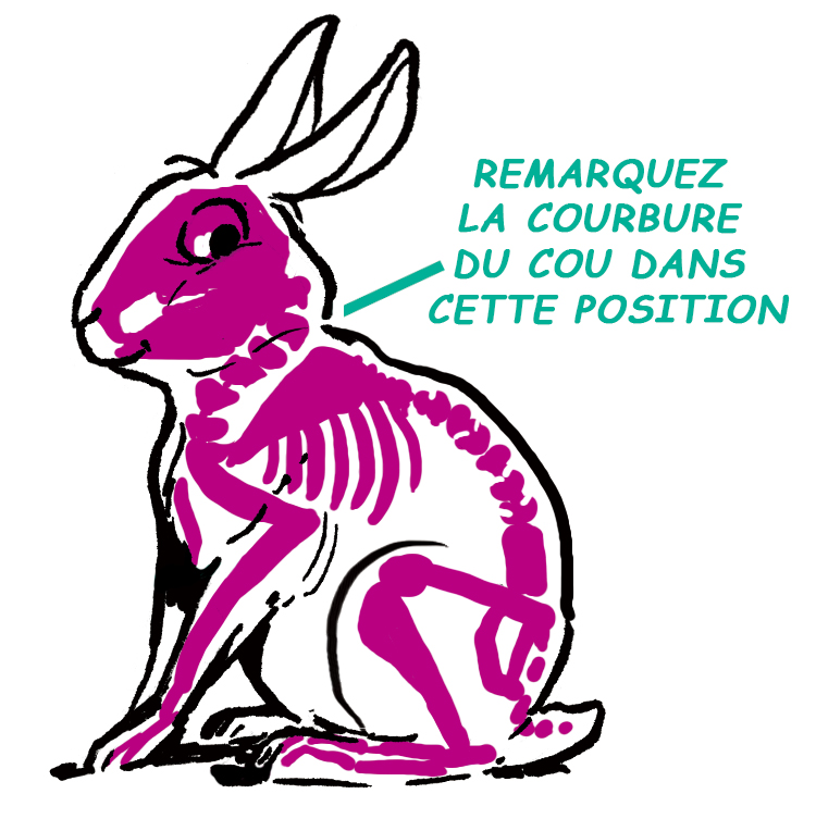 Comment dessiner un lapin