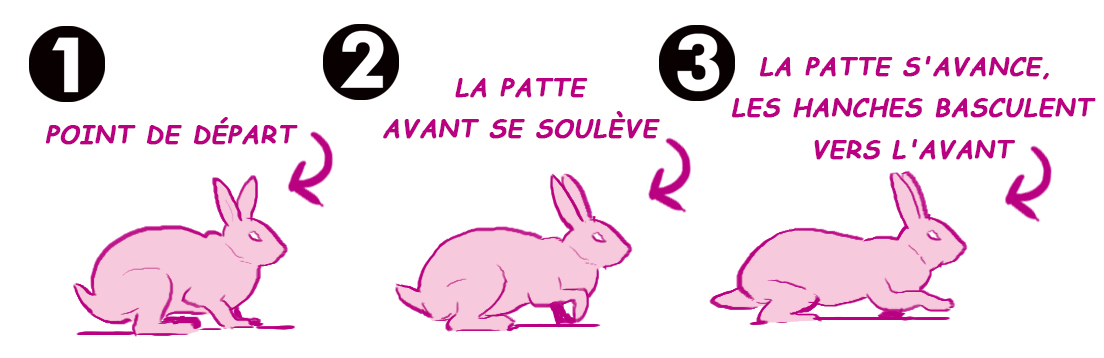 dessiner la démarche d'un lapin par étapes