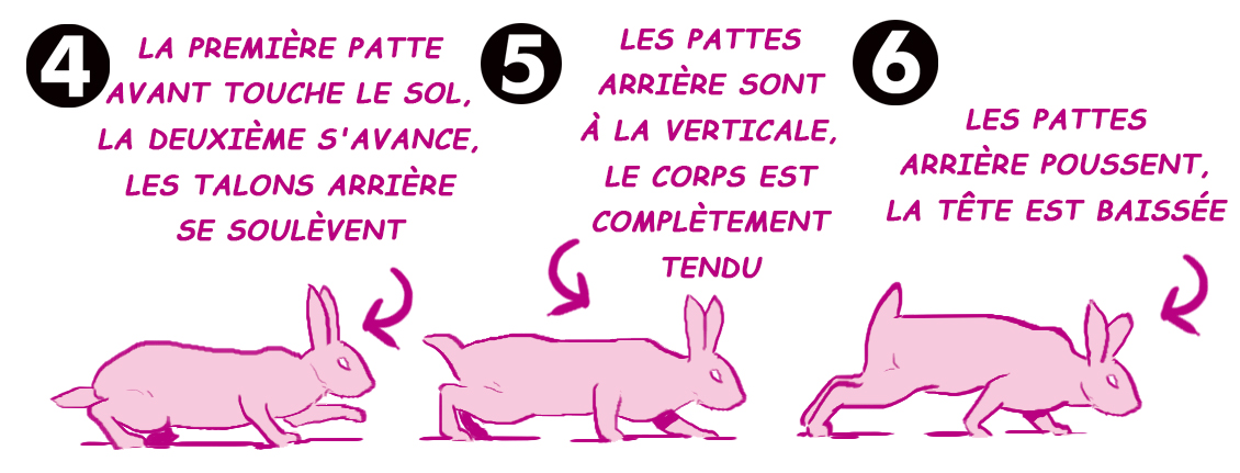 dessiner la démarche d'un lapin par étapes