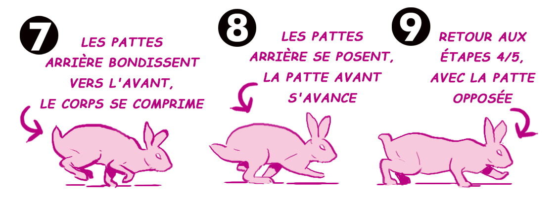 dessiner la démarche d'un lapin par étapes