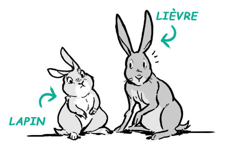 dessin différences entre un lièvre et un lapin