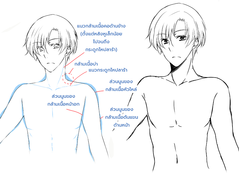 วิธีวาดหนุ่มหล่อ มาวาดคอและไหล่กัน